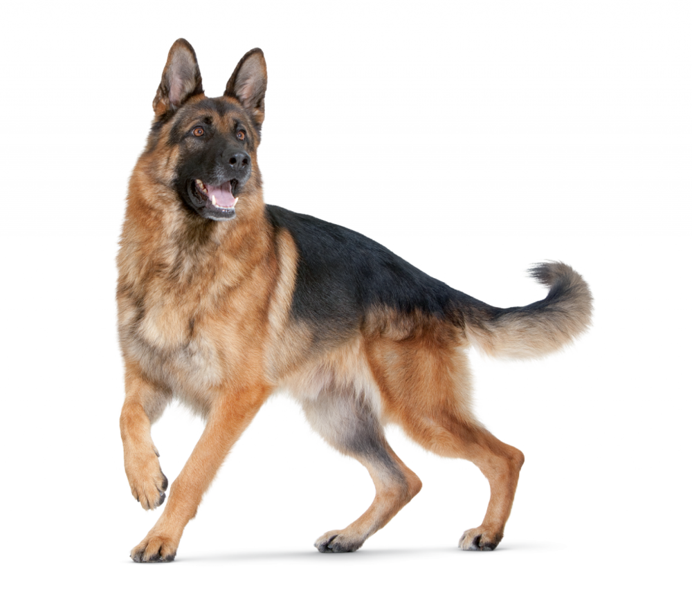 GermanSheperd